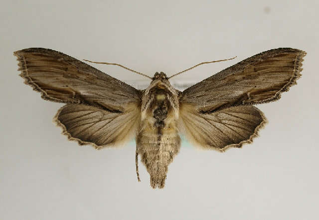 Image of Shargacucullia