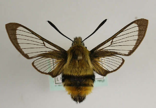 Imagem de Hemaris tityus (Linnaeus 1758)