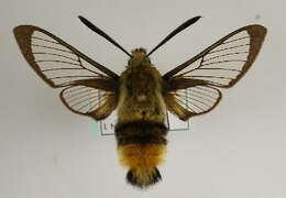 Imagem de Hemaris tityus (Linnaeus 1758)