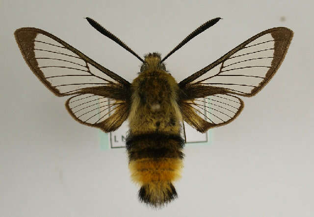 Imagem de Hemaris tityus (Linnaeus 1758)