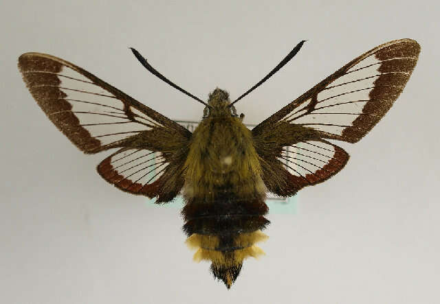 Image of broad-bordered bee hawk-moth