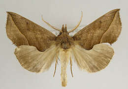 صورة Calyptra thalictri Borkhausen 1790