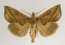 صورة Calyptra thalictri Borkhausen 1790