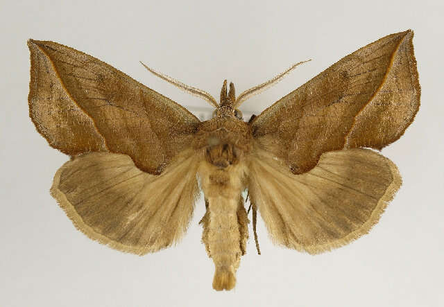 صورة Calyptra thalictri Borkhausen 1790