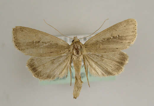 Image of white-mantled wainscot