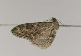 Image of narrow-winged pug