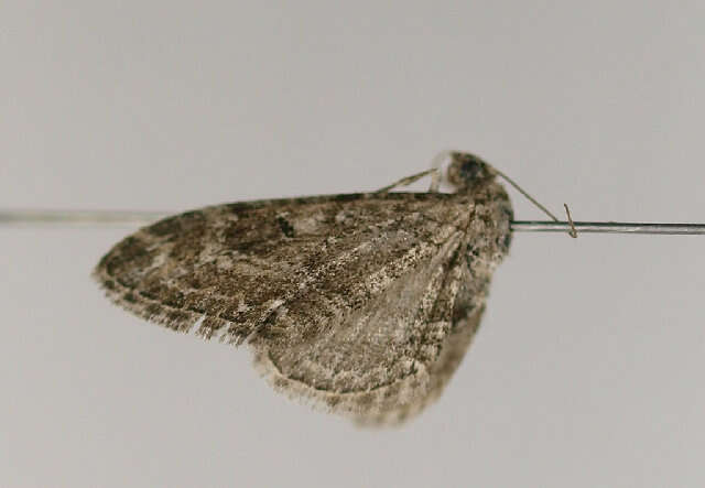 Image of narrow-winged pug