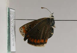 Image of Plebejus agestis