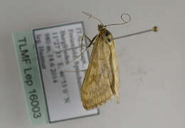 صورة Sitochroa verticalis Linnaeus 1758