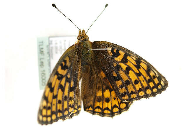 Sivun <i>Argynnis niobe</i> kuva