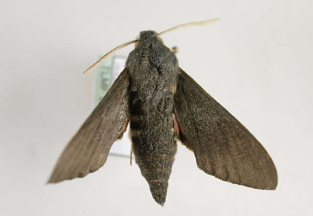 Image of dusky hawk-moth