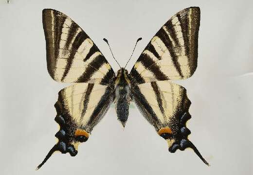 Image of Iphiclides