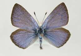 Image of Green-underside Blue