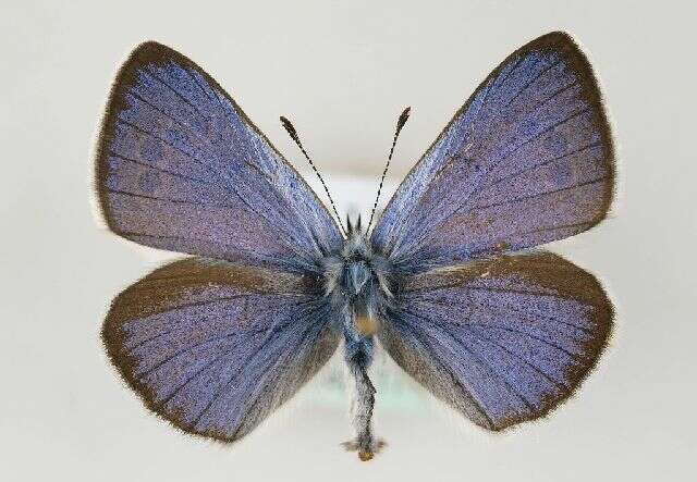 Image of Green-underside Blue