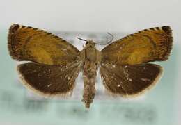 Image of Pammene aurita Razowski 1992