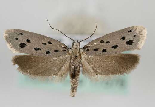 Image of Ethmia dodecea Haworth 1828