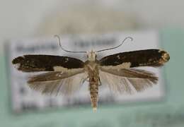 Image of Argyresthia pulchella Zeller 1846