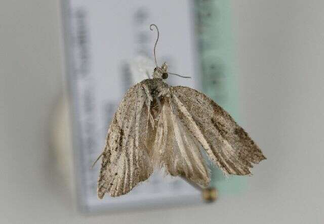 Слика од <i>Acleris kochiella</i>