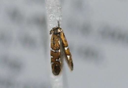 Image of Phyllonorycter lautella (Zeller 1846)