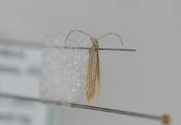 Coleophora taeniipennella Herrich-Schäffer 1855的圖片