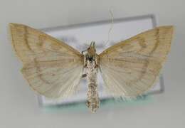 Image of <i>Udea lutealis</i>