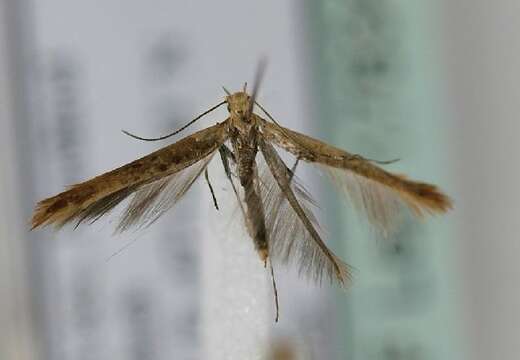 Image of Caloptilia rufipennella (Hübner 1796)