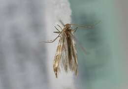 Image of horse-chestnut leaf miner