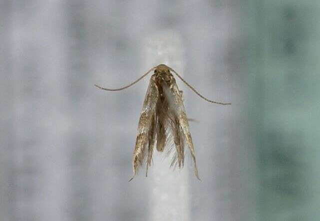 Image of horse-chestnut leaf miner