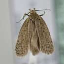 Image of <i>Agonopterix medelichensis</i>