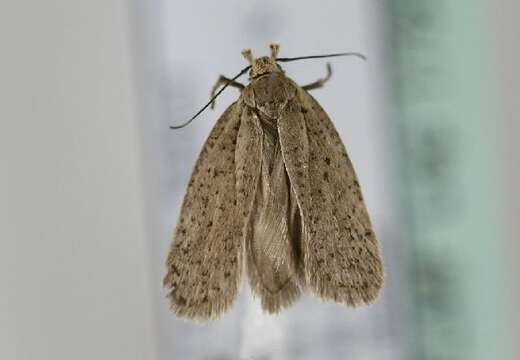 Imagem de <i>Agonopterix medelichensis</i>