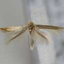 Phyllonorycter parisiella (Wocke 1848)的圖片