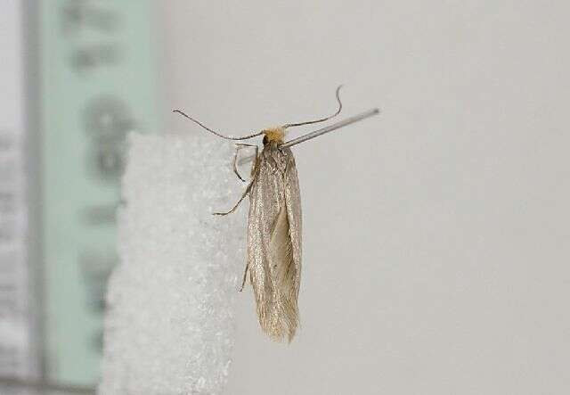 Image of Argyresthia glabratella Zeller 1847