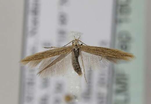 Coleophora taeniipennella Herrich-Schäffer 1855的圖片