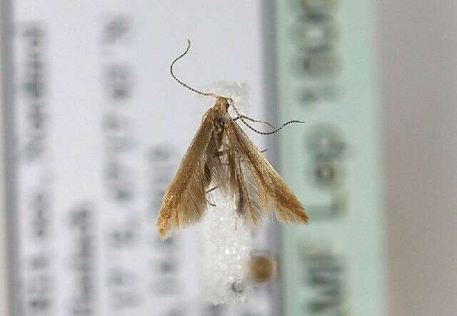 Coleophora trigeminella Fuchs 1881的圖片