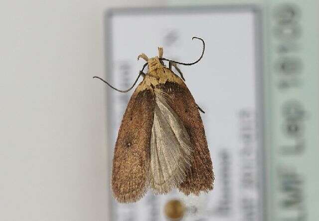 Imagem de Agonopterix parilella Treitschke 1835