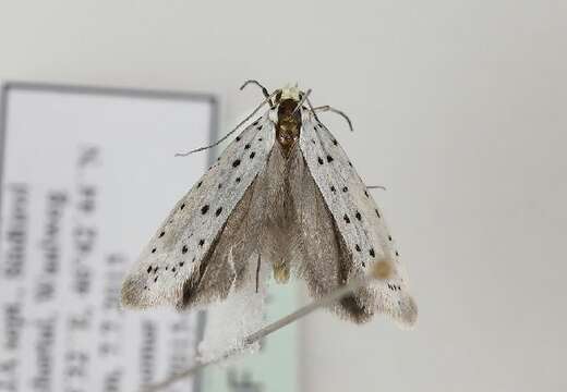 Image of Ermine moth