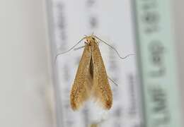 صورة Coleophora lutipennella Zeller 1838