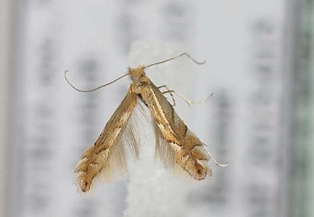 Phyllonorycter quercifoliella (Zeller 1839)的圖片