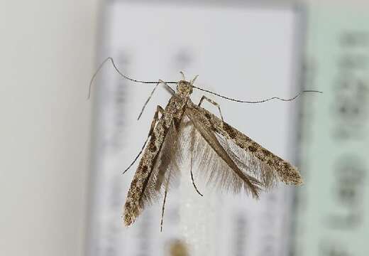 Image of Caloptilia cuculipennella (Hübner 1796)