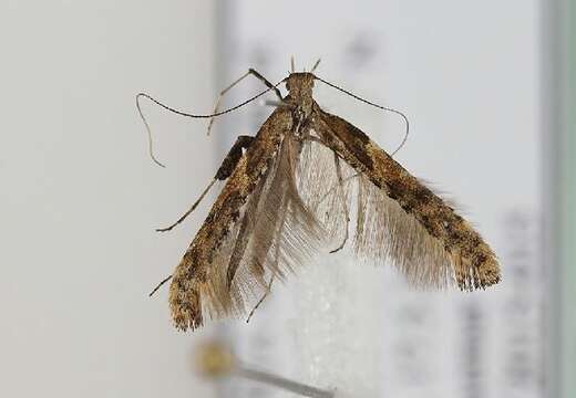 Image of Caloptilia falconipennella (Hübner 1813)