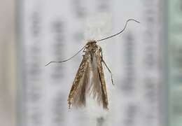 Image of apple leaf miner