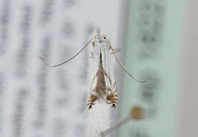 Слика од Lyonetia prunifoliella Hübner 1796