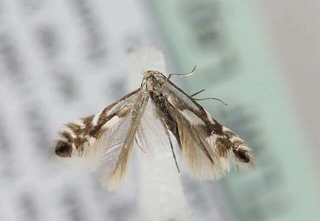 Image of Phyllonorycter alpina (Frey 1856)