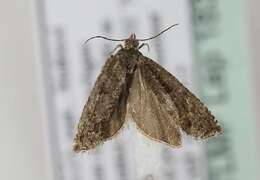 Image of square-barred bell moth