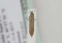 Coleophora orbitella Zeller 1849的圖片