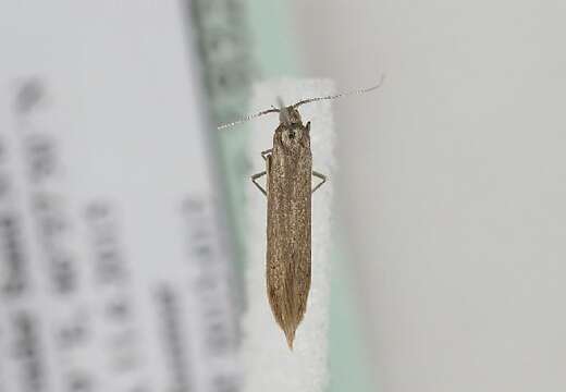 Coleophora orbitella Zeller 1849的圖片