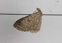 Слика од Eupithecia alliaria Staudinger 1870