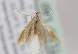 Coleophora taeniipennella Herrich-Schäffer 1855的圖片