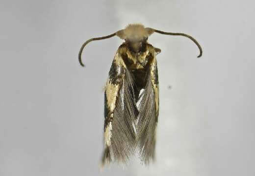 Image of Etainia louisella (Sircom 1849) Bradley et al. 1972