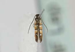 Phyllonorycter stettinensis (Nicelli 1852)的圖片